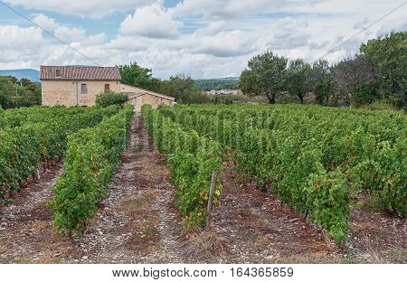 A small plantation of grapes in the wine region of Ardèche France.