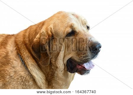 The broholmer is a guard dog the dog-bodyguard companion dog