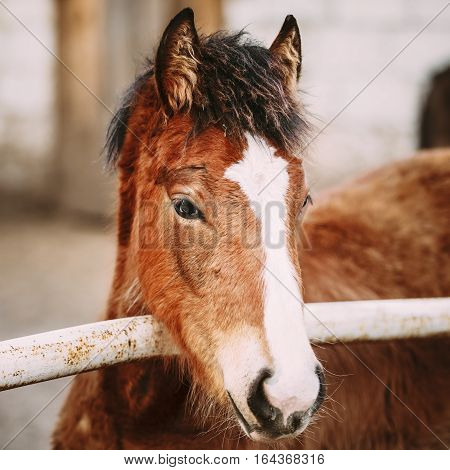 Close Up Portrait Of Brown Foal Young Horse. Toned Instant Photo