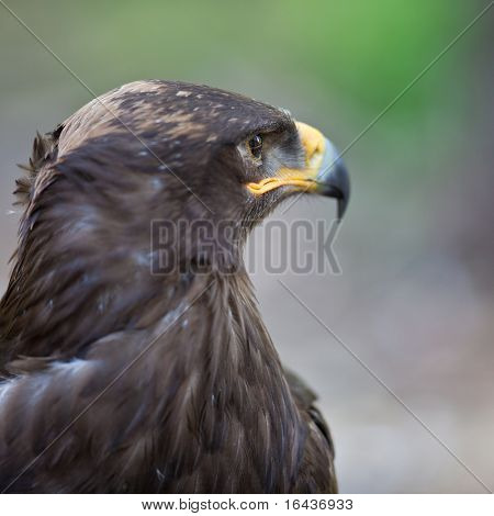 Steppe eagle - close-up portret van deze majestueuze bird of prey