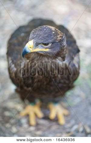 Steppe eagle - close-up portret van deze majestueuze bird of prey