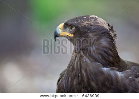 Steppe eagle - close-up portret van deze majestueuze bird of prey