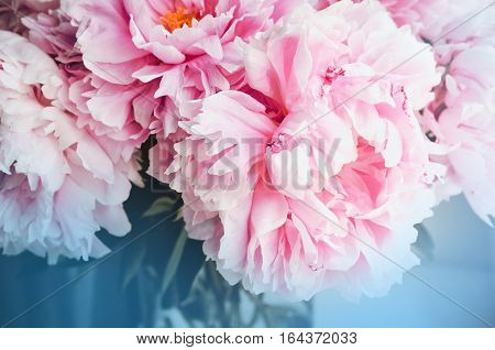 Fresh bunch of pink peonies peony roses flowers white with blue effect shine. Pastel floral wallpaper background from flower petals. Trendy color. Bloom love concept. Card text place copy space.