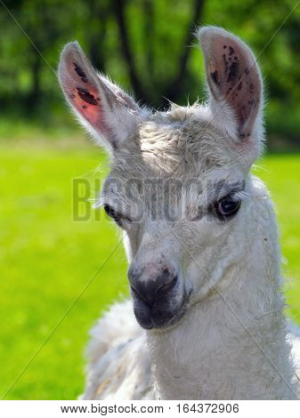 White Llama Portrait