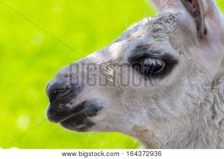 White Llama Portrait