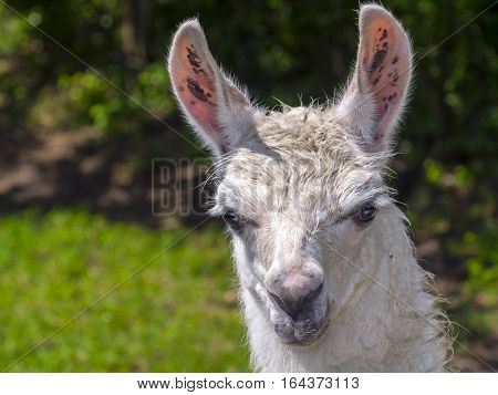 White Llama Portrait