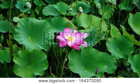 rare and beautiful pink indian lotus flower