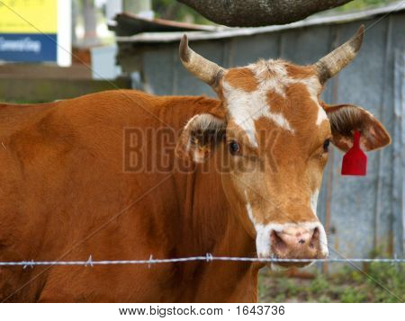 Bull zbliżenie