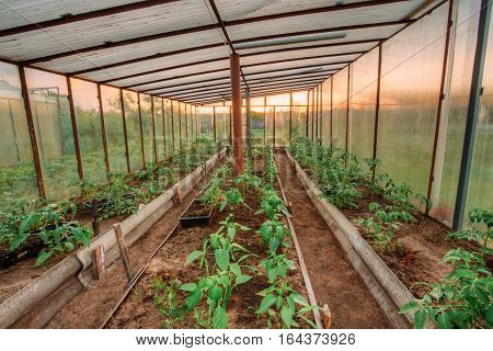 Tomatoes Vegetables Growing In Raised Beds In Vegetable Garden And Hothouse Or Greenhouse. Summer Season