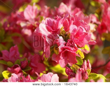 Pinkflower