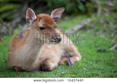 doe di cervo sika (lat. Cervus nippon)