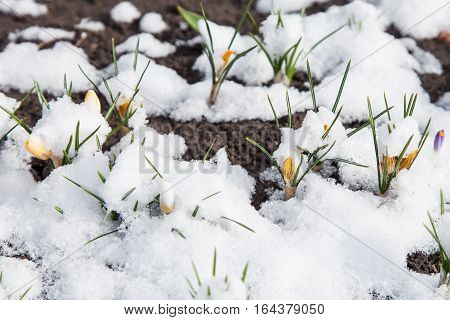 Yellow crocuses growing up through the snow in early spring