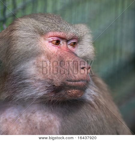 Bavian (Simia hamadrya)