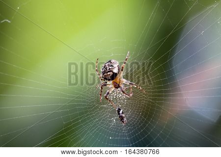 Column spider in morning dew with prey - Nuctenea umbratica