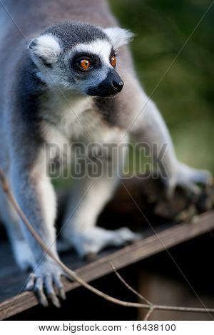 Lemur kata (Lemur catta)