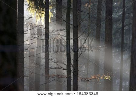 Sunbeams in a misty winter pine forest.