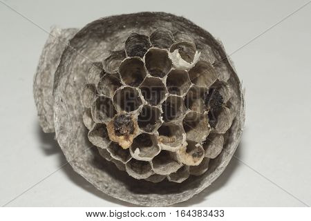 cut of vespiary with cells closeup shot