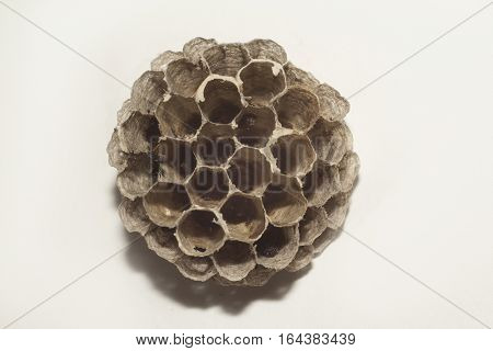 vespiary cells closeup shot on white background