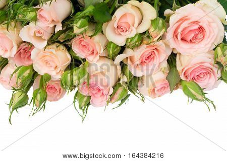 Pink blooming fresh roses with buds border isolated on white background