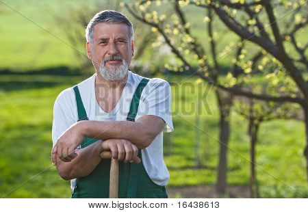 Ritratto di un uomo anziano bello giardinaggio nel suo giardino (immagine a colori dai toni)