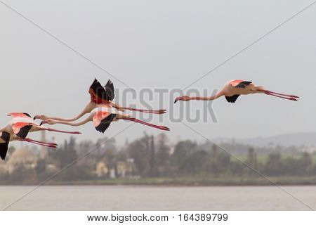 Flamingos flying over Larnaca Salt-lake past Hala Sultan Tekke in the island of Cyprus