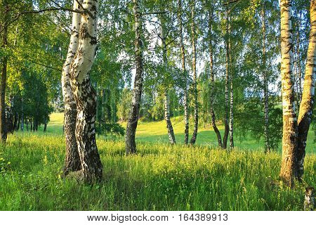 beautiful summer rural landscape with forest and meadow on sunset. birch trees