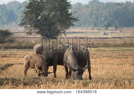 Thai's Buffalo eating straw on rice field in countryside of Thailand.