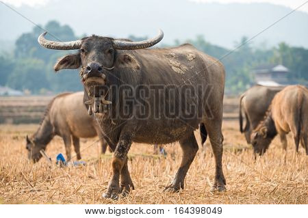 Thai's Buffalo eating straw on rice field in countryside of Thailand.