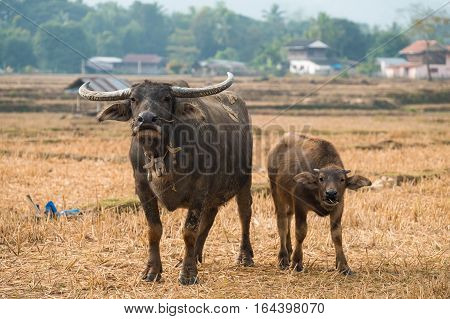 Thai's Buffalo eating straw on rice field in countryside of Thailand.