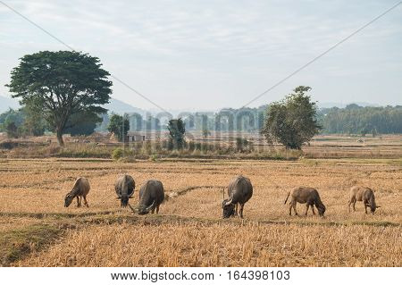 Thai's Buffalo eating straw on rice field in countryside of Thailand.