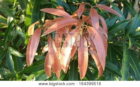 Brown Mango Leaves Bathed in Sunlight with Green Leaves in the Background