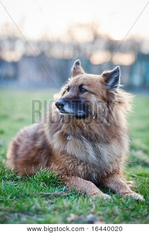 Belgisk Hyrdehund