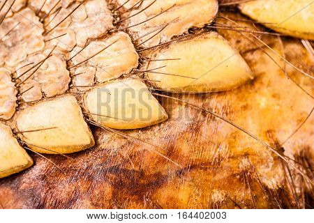 Armadillo Skin Detail