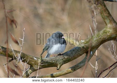 Dark Eyed Junco Perched On A Limb