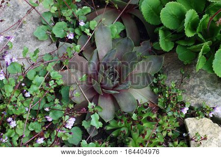 In a small flower bed among stones  grow sempervivum, saxifraga and other plants.
