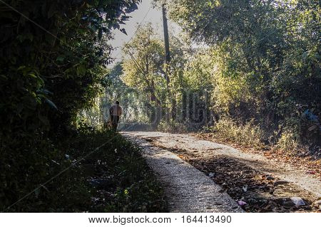 Man and dog walking in the forest.