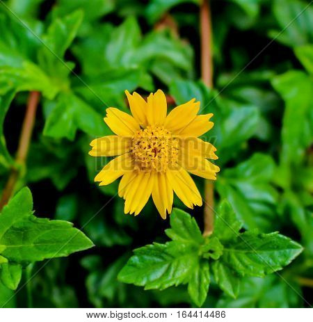 Calendula. Marigold flowers with leaves isolated on white.
