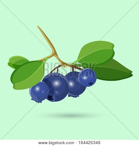 Blueberry with green leaf isolated on white. Blueberries perennial flowering plants with indigo-colored berries including cranberries, bilberries and grouseberries. Botanical vector illustration