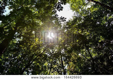 Forest Seamless Pattern Texture Background