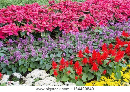 Beautiful color of flower in thr garen
