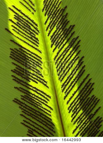 Detalhe da folha verde - Birsdnest samambaia