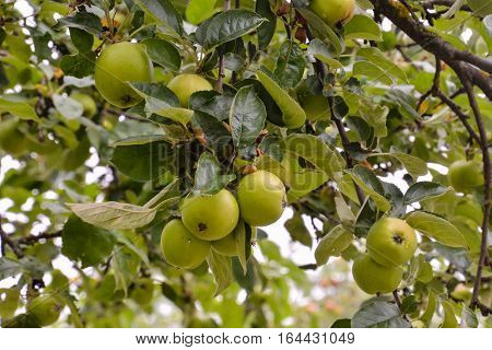 Fruit Background Texture Pattern