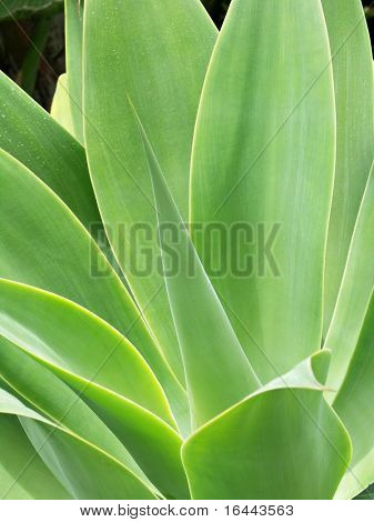 Agave