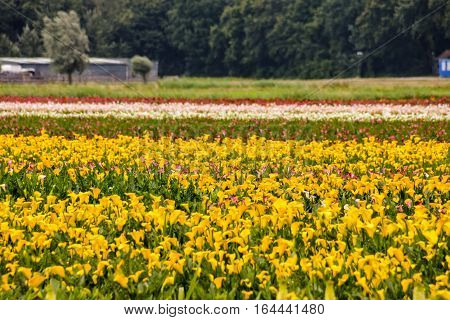 Calla Garden Field Cultivation