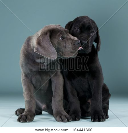 Two adorable cane corso giving kisses in studio