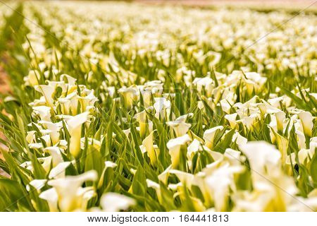 Calla Garden Field Cultivation