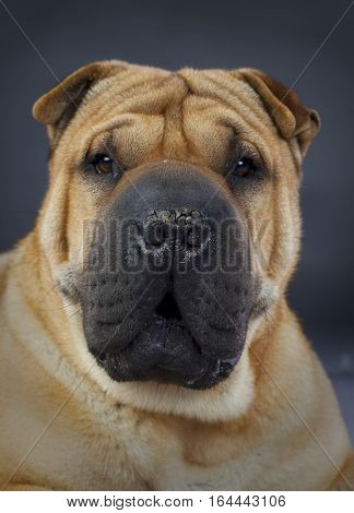 sharpei dog portrait in studio with grey background