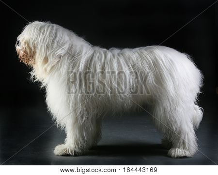 south russian white big dog in studio