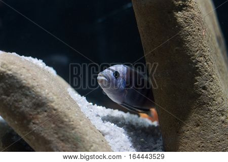 African cichlid swimming in an aquarium on a black background