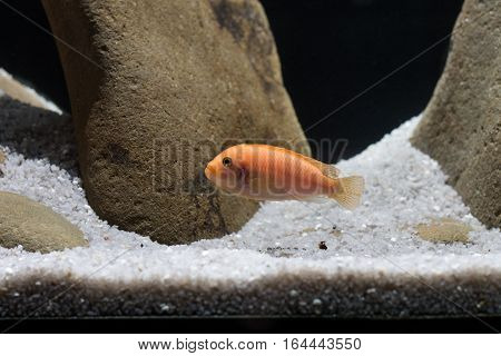 African cichlid swimming in an aquarium on a black background